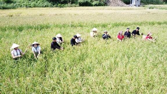 Vùng đặc sản nếp Tan ở xã Nậm Có tập trung phần lớn ở các bản đầu xã giáp với xã Tú Lệ 
				
					của huyện Văn Chấn.